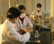 食用菌脫毒菌種批量生產